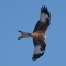 Red Kite